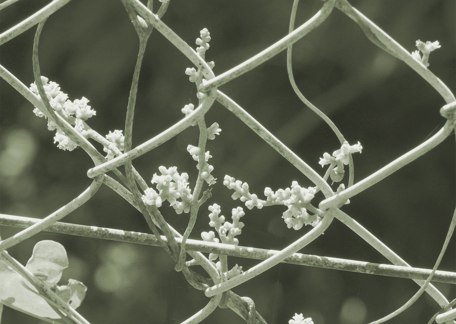 ネナシカズラの花