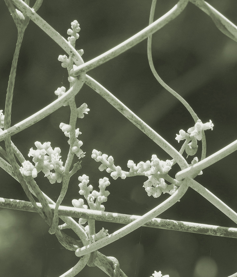 ネナシカズラの花