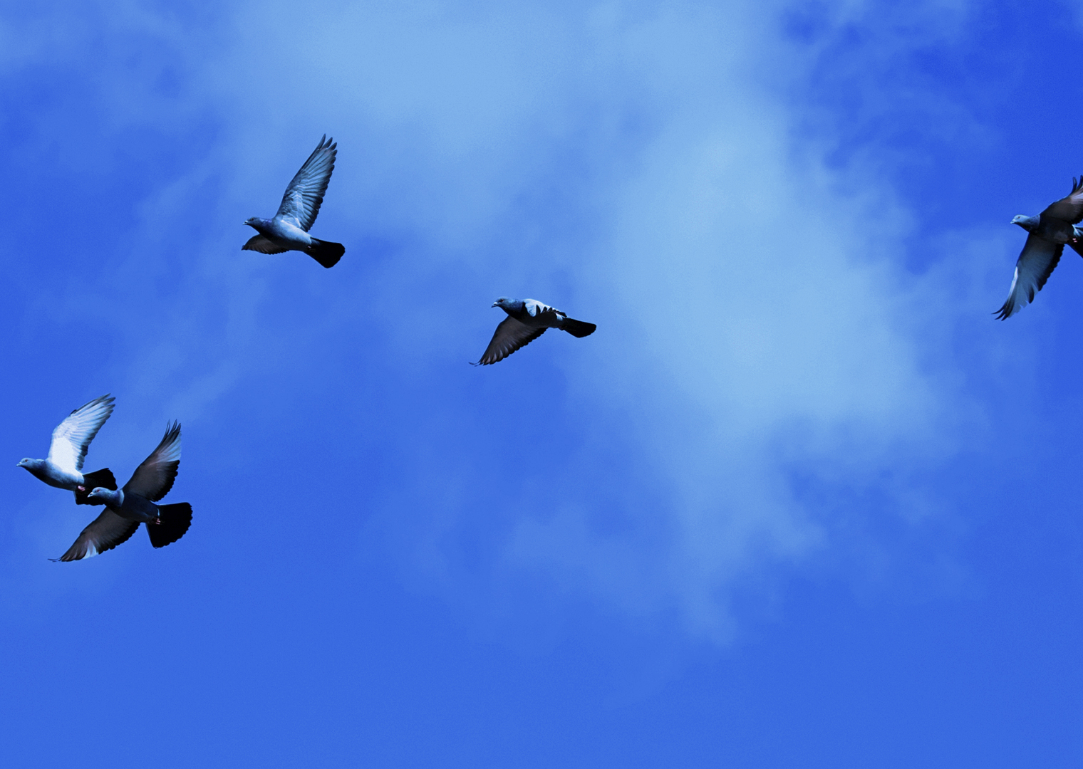 空を飛ぶ鳥たち