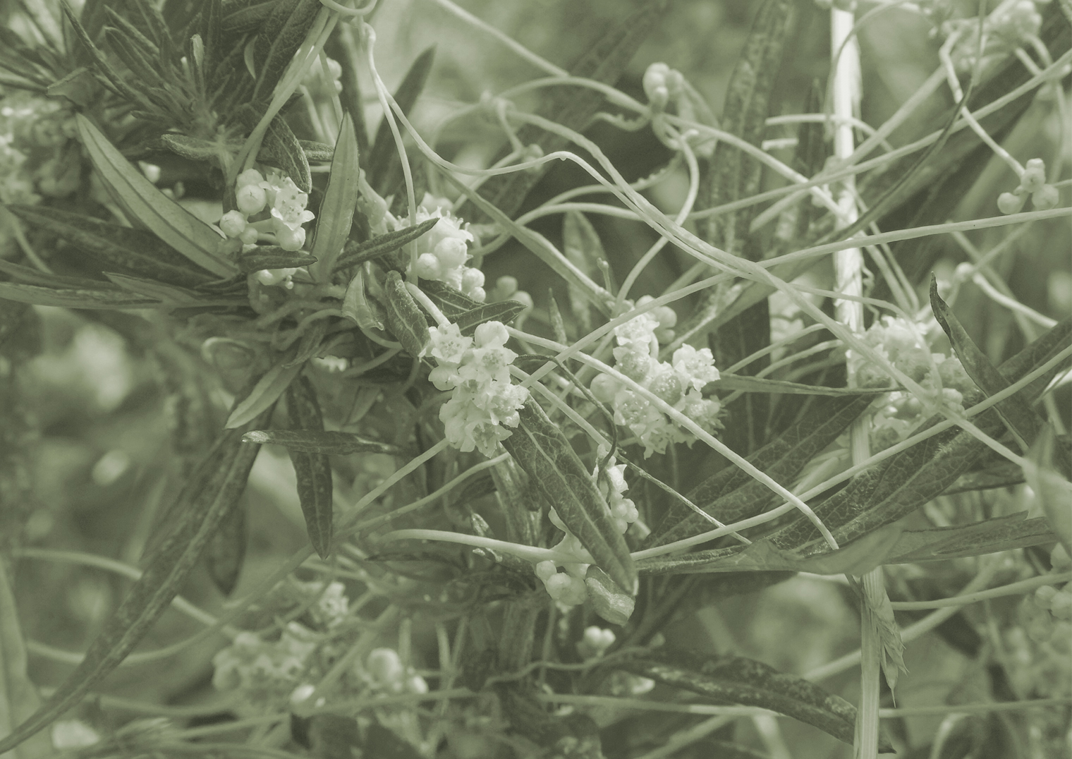 ネナシカズラの花