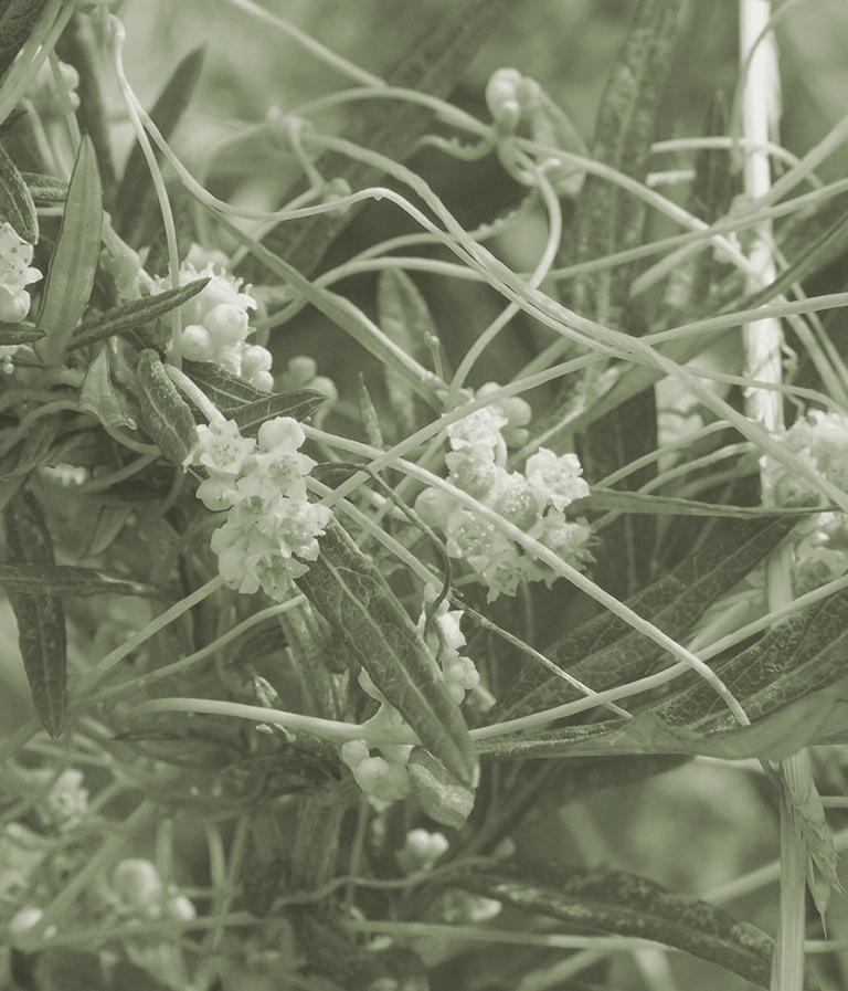 ネナシカズラの花